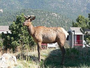 Click image for larger version

Name:	Estes elk poses.JPG
Views:	502
Size:	84.5 KB
ID:	1291
