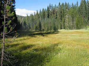 Click image for larger version

Name:	Crane flat meadow resiz.JPG
Views:	772
Size:	58.8 KB
ID:	284