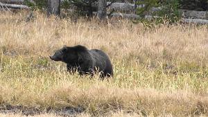 Click image for larger version

Name:	Grizzley.jpg
Views:	213
Size:	1.51 MB
ID:	15116