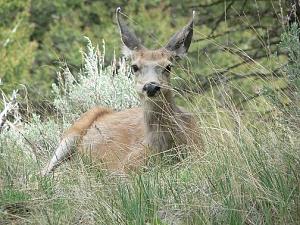 Click image for larger version

Name:	mom mule deer best.JPG
Views:	537
Size:	57.0 KB
ID:	1288