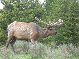 Click image for larger version

Name:	Yellowstone elk best.JPG
Views:	505
Size:	69.9 KB
ID:	1293