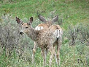 Click image for larger version

Name:	2 baby mule deer best.JPG
Views:	518
Size:	61.8 KB
ID:	1289