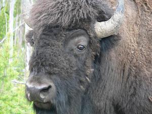Click image for larger version

Name:	sweet bison best.JPG
Views:	536
Size:	51.9 KB
ID:	1292