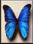 Bluebutterfly